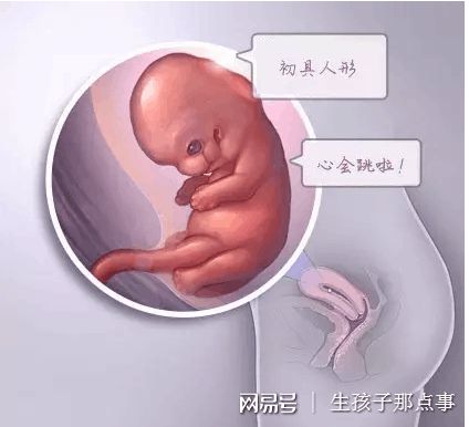 胚胎培养